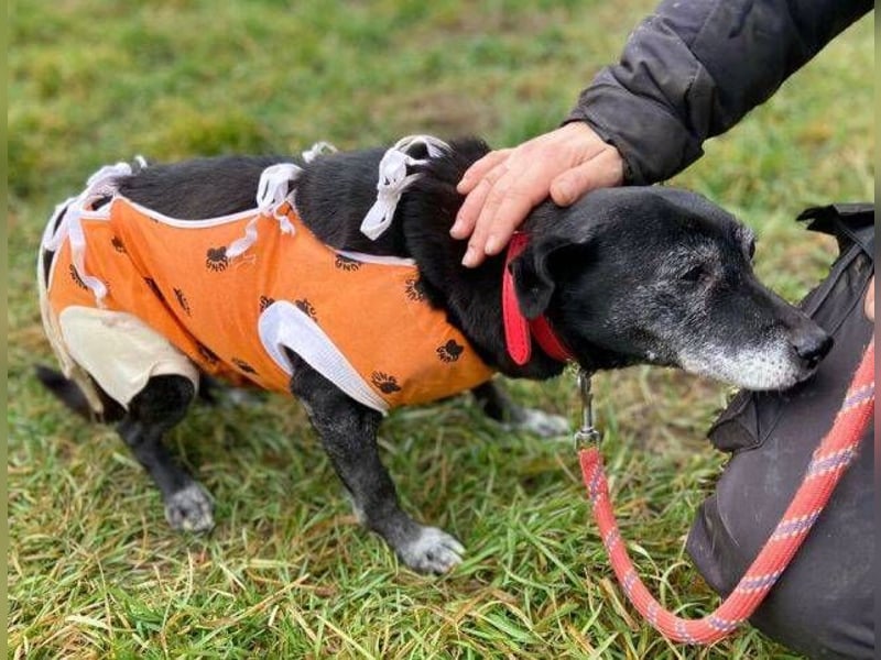 BELA ist eine bezaubernde Hündin
