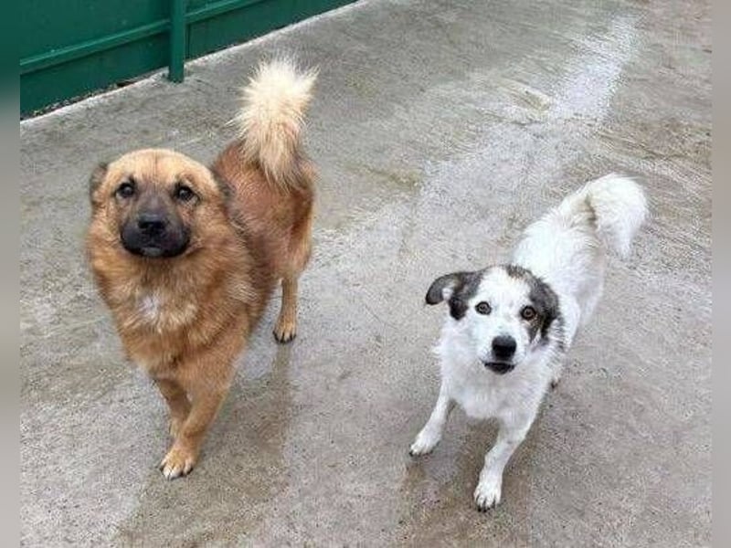 BERTIE kleiner Mann in großer Not