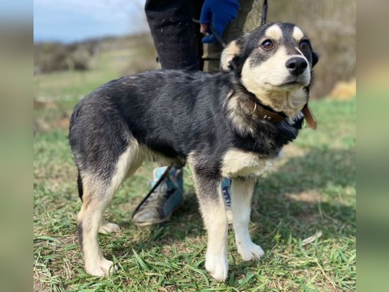 KEVIN wäre gerne dein Freund
