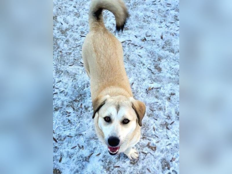 ZEYNA ist eine fürsorgliche Hundedame