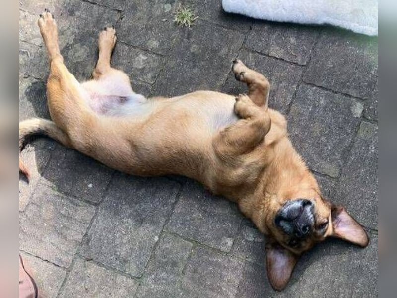 PASHA ist ein kleiner Schatz