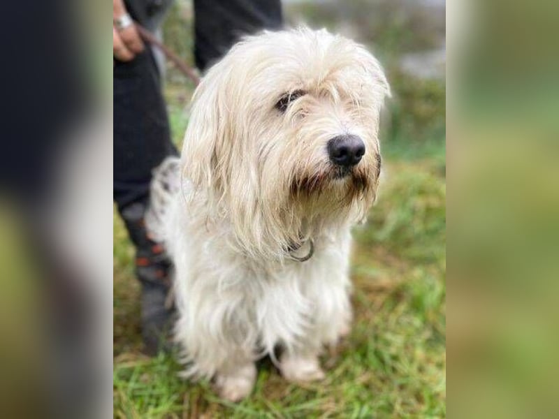 JOEY ist ein süßes Wuschelchen JOEY ist ein süßes Wuschelchen