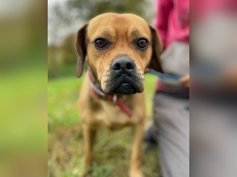 ROCCO irrte hungrig umher ROCCO irrte hungrig umher