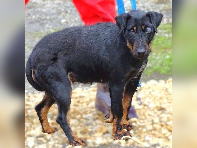 TARA ist eine ganz liebe Hündin