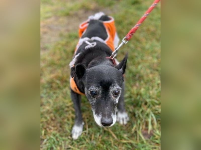 BELA ist eine bezaubernde Hündin