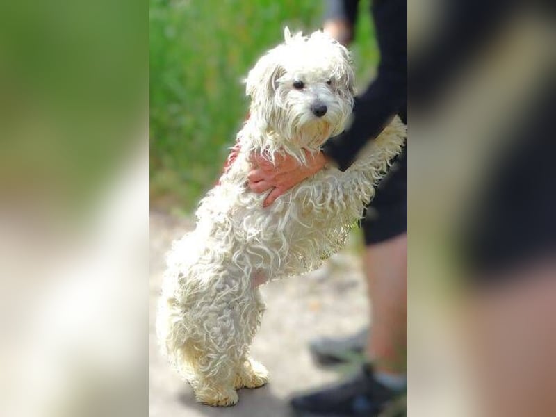 Theo, kleiner Kerl in großer Gefahr