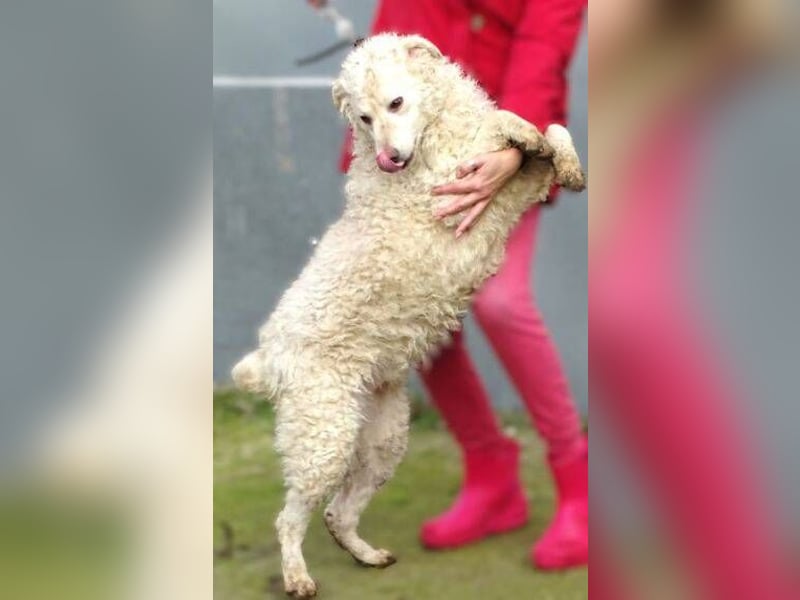 CLIVE  wurde gnadenlos entsorgt