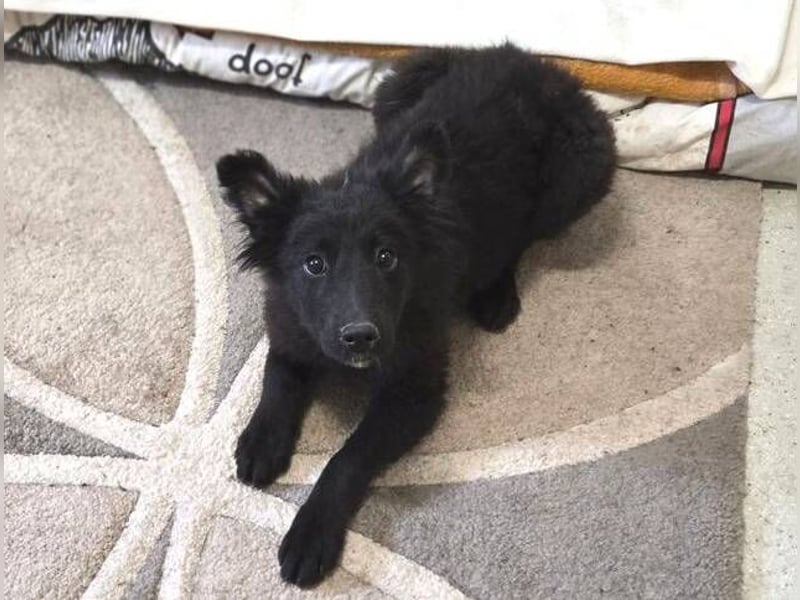 KATE ist ein zuckersüßes Plüschnäschen