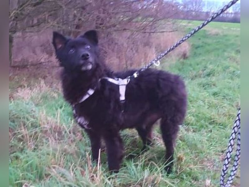 BLACKY 3 ist ein Goldschatz