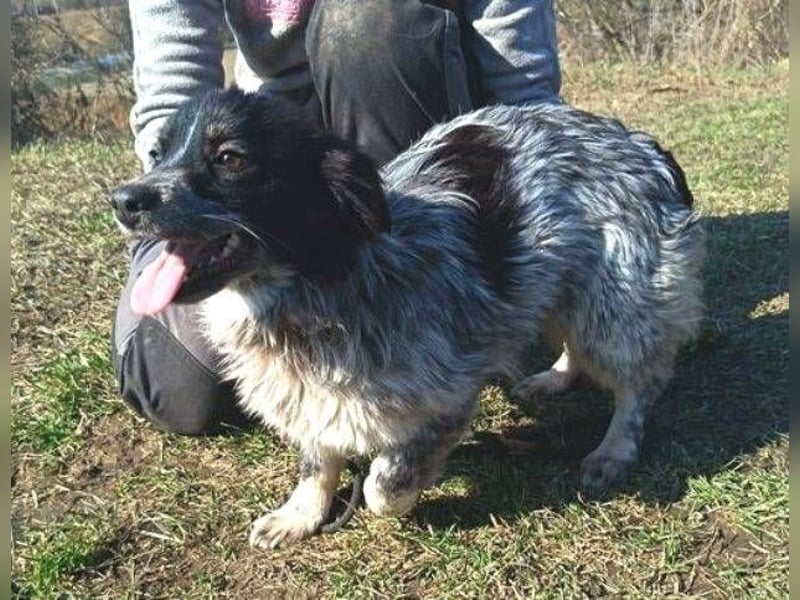 FLIPPERKA braucht ein liebevolles Zuhause