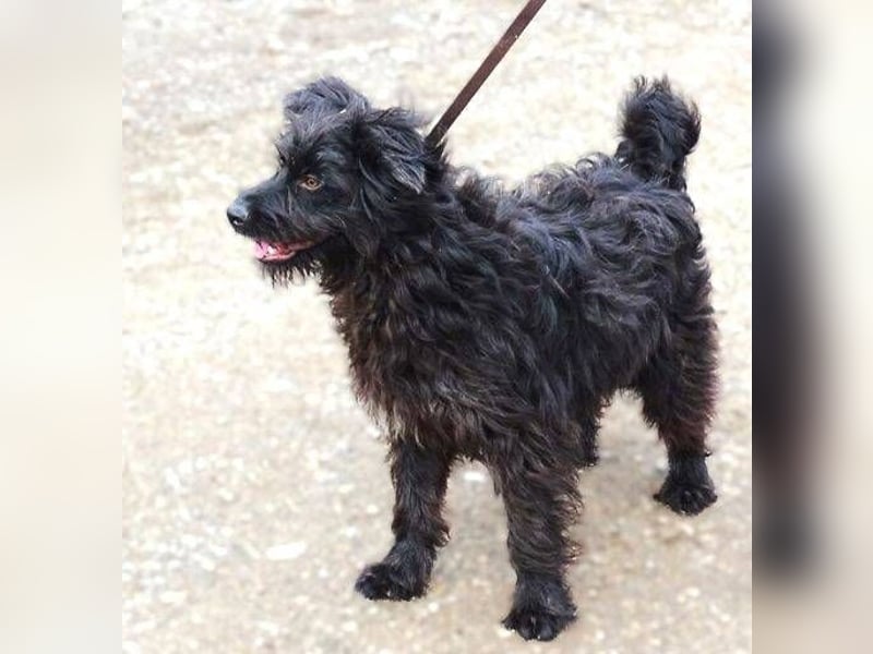 RICKY Ist ein super süßer Hundejunge