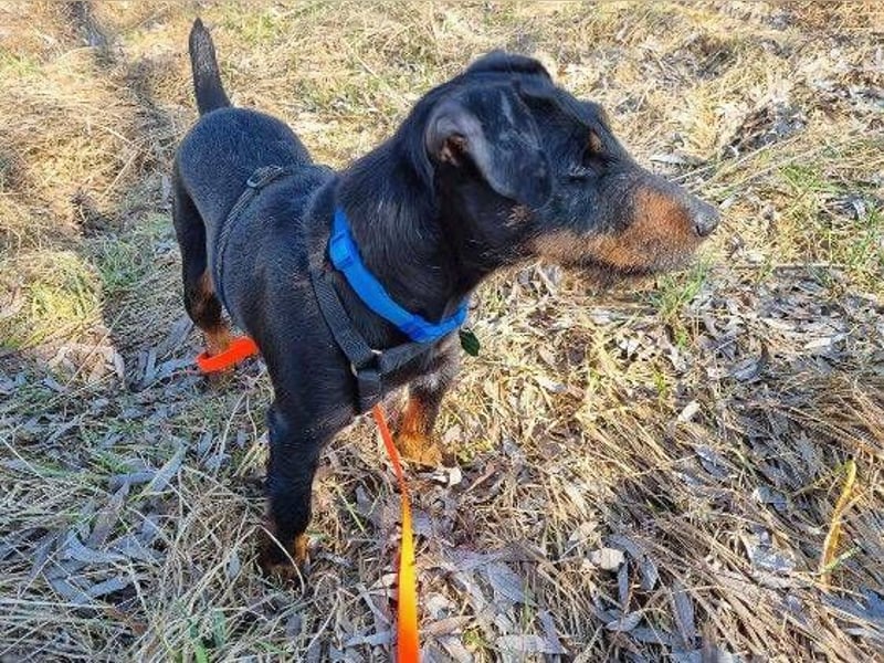 TARA ist eine ganz liebe Hündin