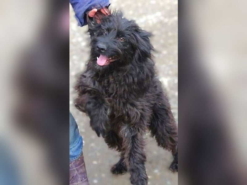 RICKY Ist ein super süßer Hundejunge