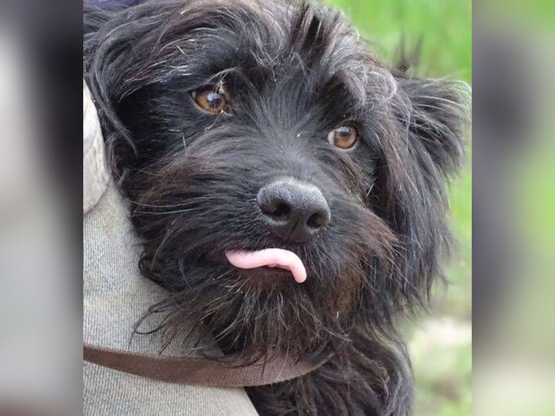RICKY Ist ein super süßer Hundejunge
