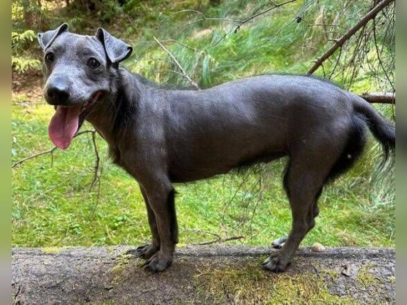 CONNIE ein Hundekind sucht seine Menschen