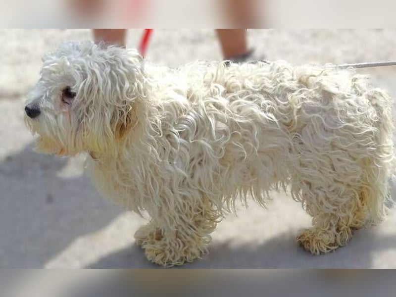 Theo, kleiner Kerl in großer Gefahr