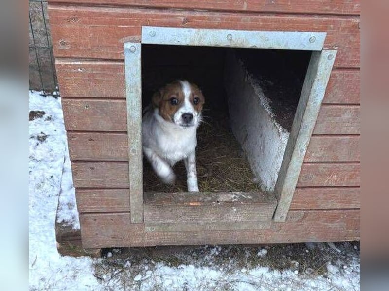 ANGEL,  kleines Hundekind braucht Wärme