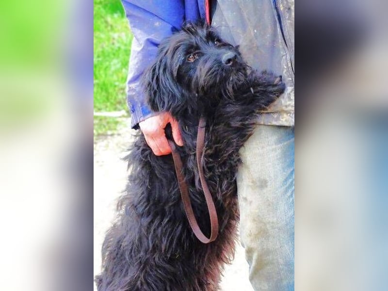 RICKY Ist ein super süßer Hundejunge
