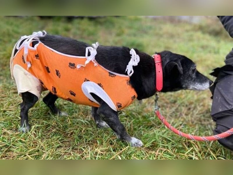 BELA ist eine bezaubernde Hündin