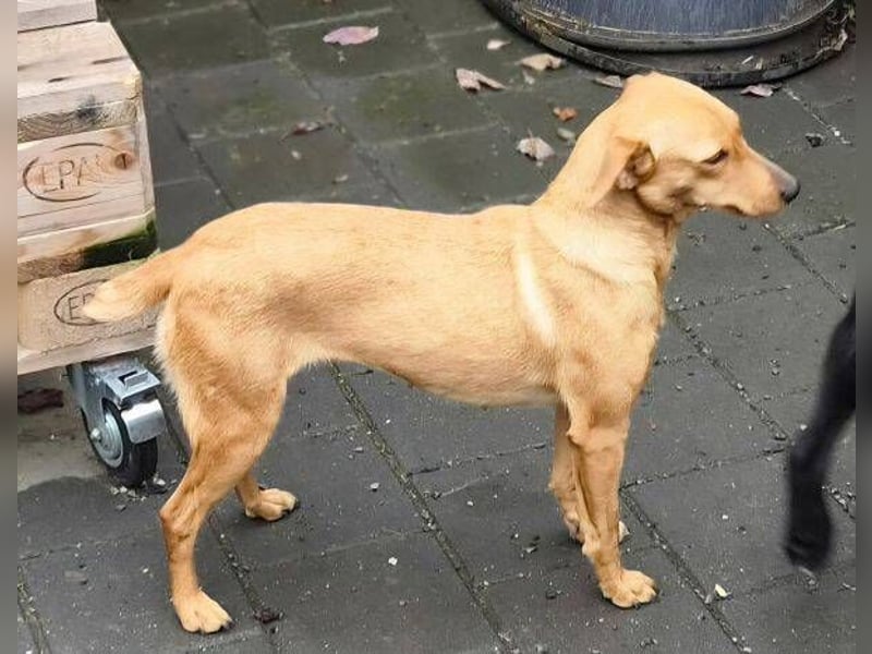 PENNY ist eine süße Maus