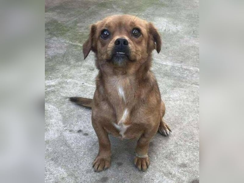 ELLIE ,winziges Hündchen braucht Hilfe
