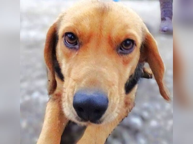 NICKY sitzt in der Tötung,  wir wollen um sie kämpfen