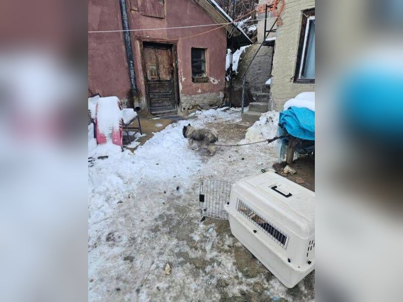 BANDY musste an der Kette leiden