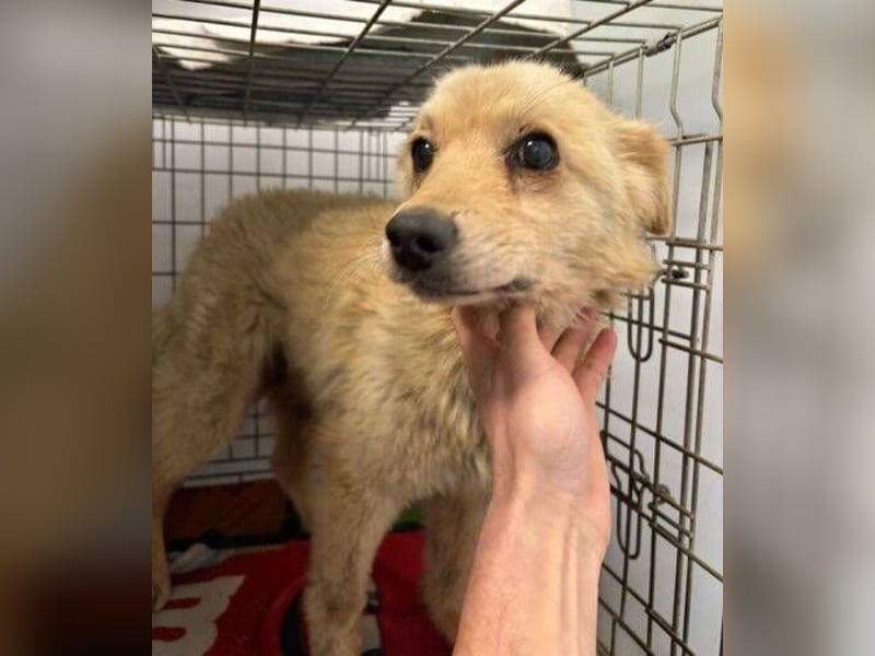 TEDDY ist dem Tod knapp entkommen