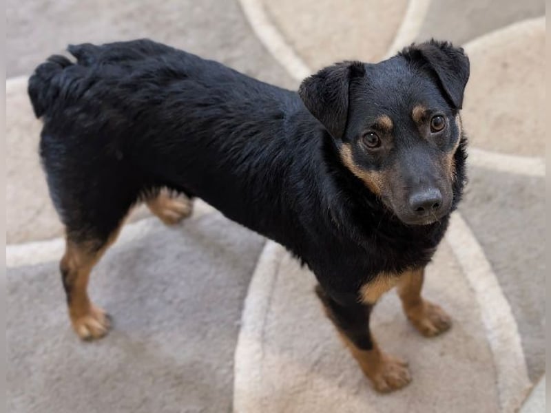 LINO  ist ein ganz besonders lieber Junge