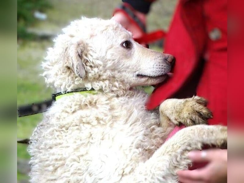 CLIVE  wurde gnadenlos entsorgt