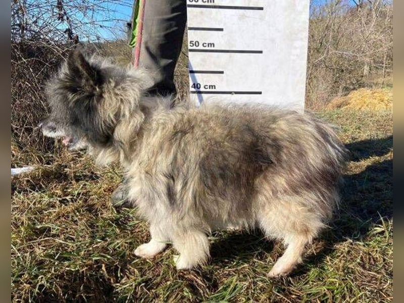 BANDY musste an der Kette leiden