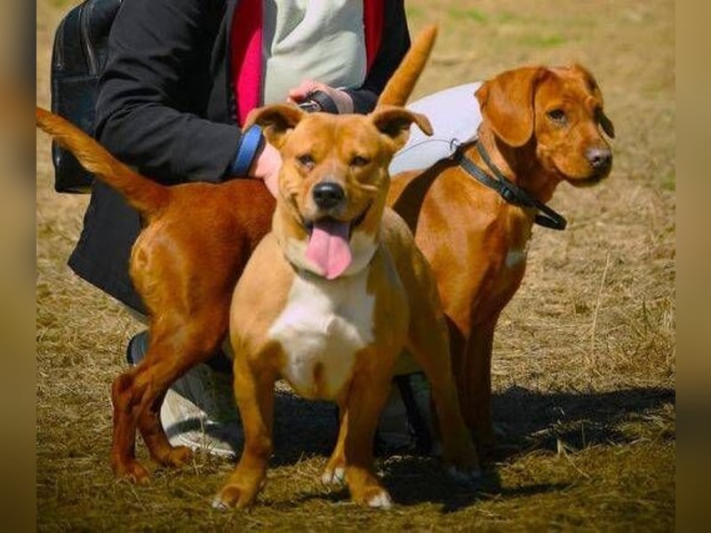 WINSTON ist ein herziger Kerl