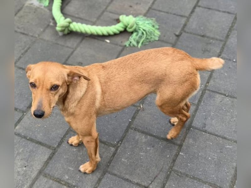 PENNY ist eine süße Maus