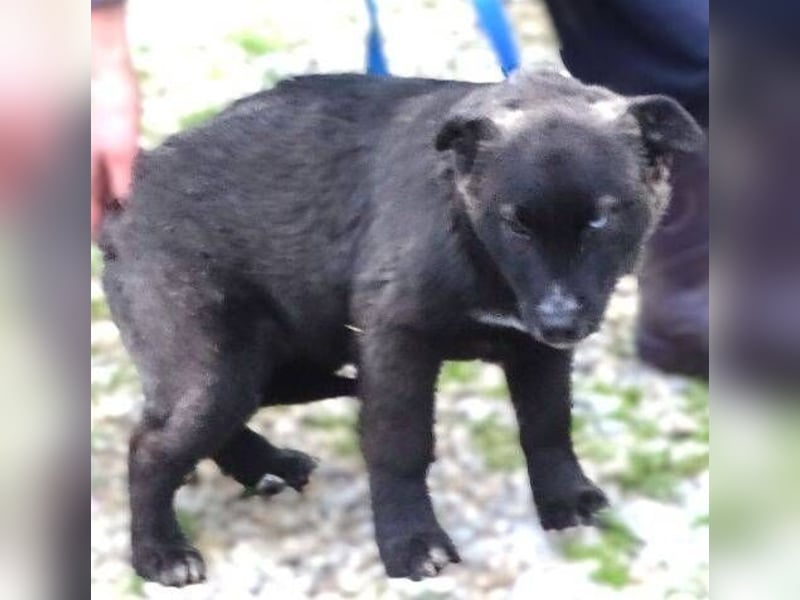 DONNA kleines Hundekind sucht Zuhause