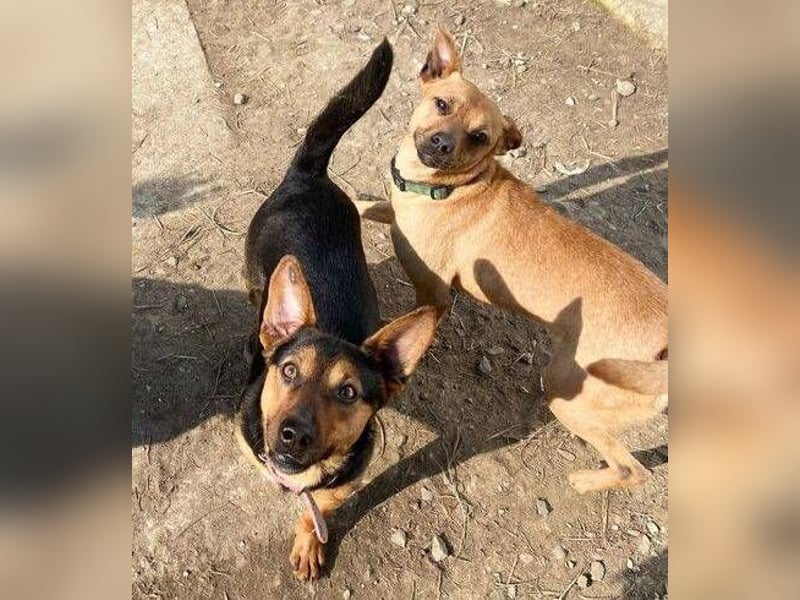 EMILY hatte ein entbehrungsreiches Leben