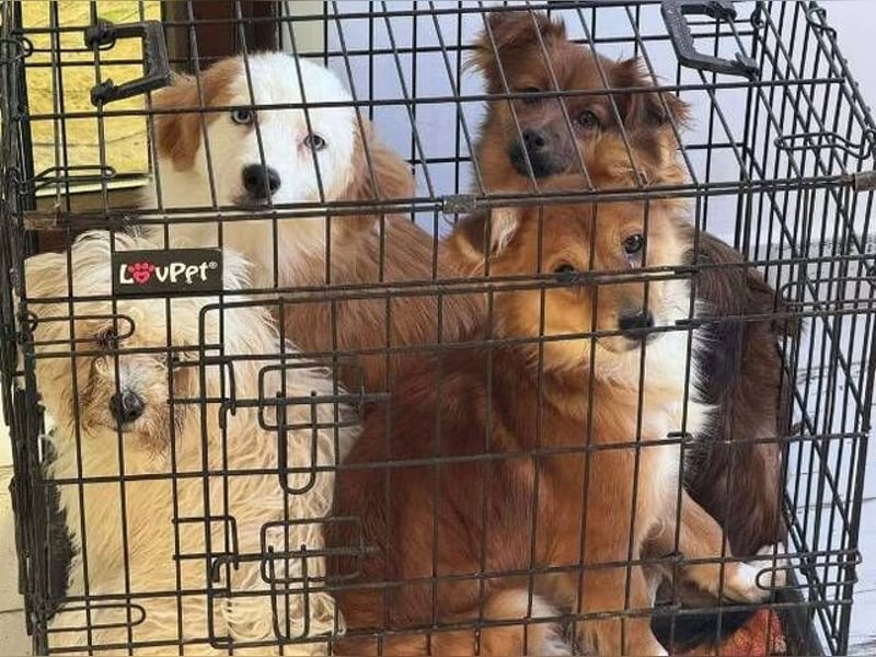 TESSY schwebt in Lebensgefahr