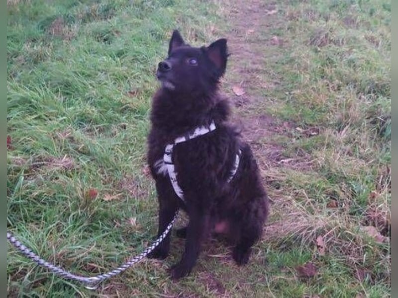 BLACKY 3 ist ein Goldschatz