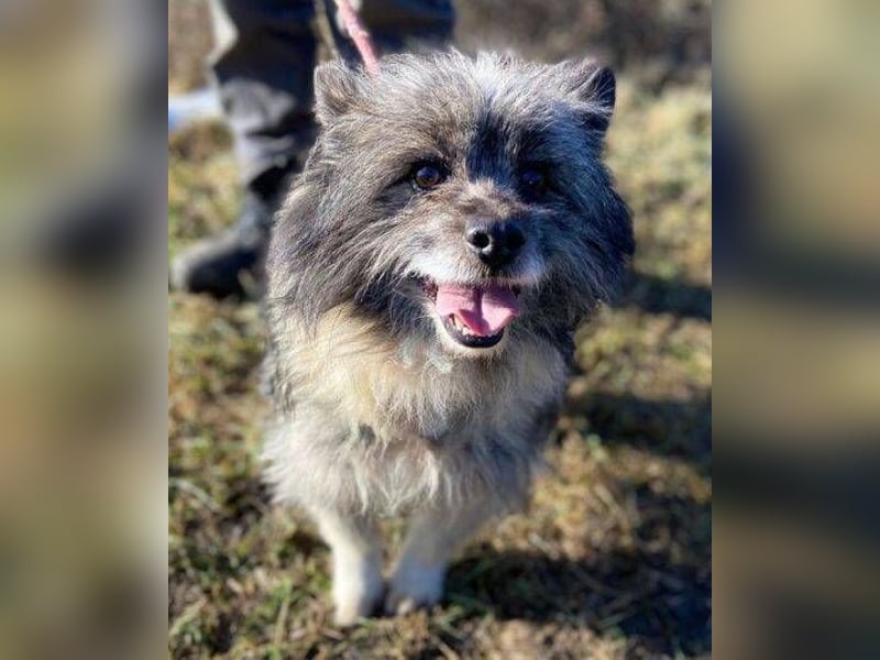 BANDY musste an der Kette leiden