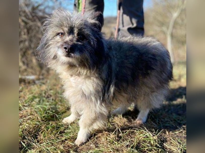 BANDY musste an der Kette leiden