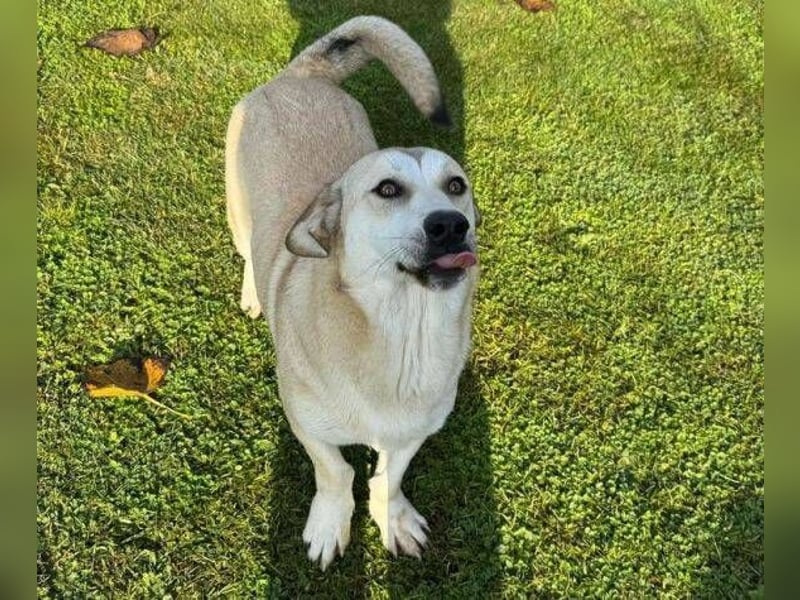 ZEYNA ist eine fürsorgliche Hundedame