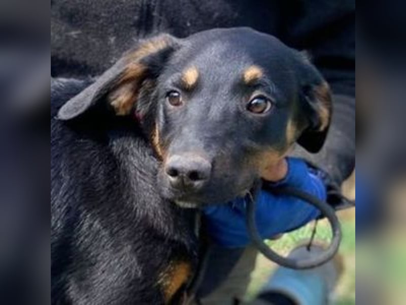 HANK braucht ein Chance