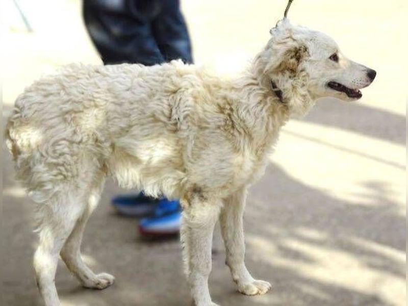 LENNIE -wer rettet ihn?