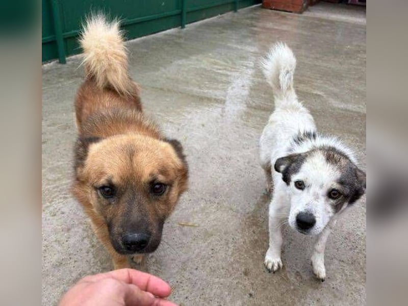 BERTIE kleiner Mann in großer Not