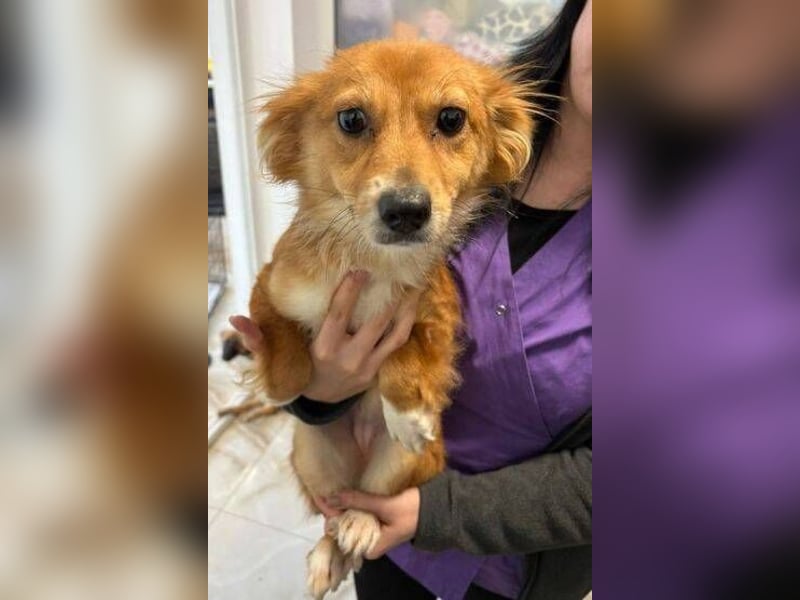 TESSY schwebt in Lebensgefahr