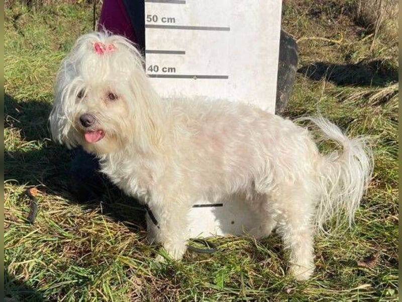 PEGGY 2 kleines Wuschelchen