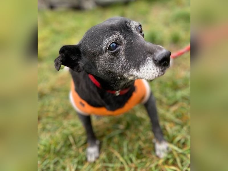 BELA ist eine bezaubernde Hündin