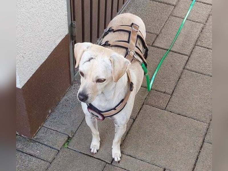 OTTO 3 ist ein freundlicher Hundeschatz