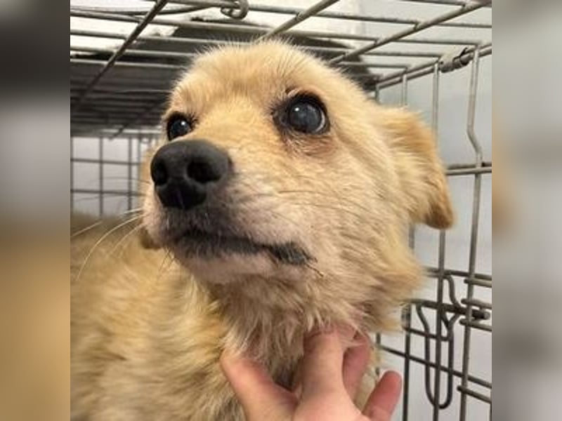 TEDDY ist dem Tod knapp entkommen