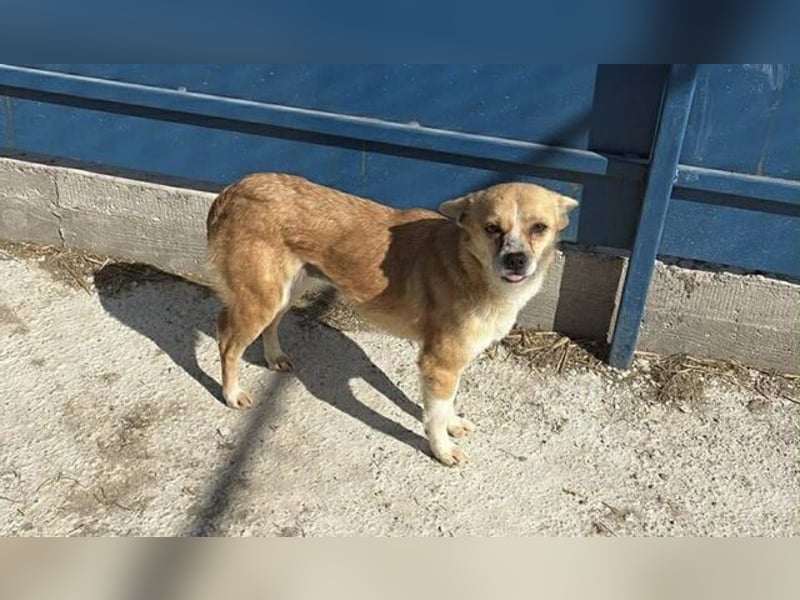 NINJIN braucht Retter aus großer Gefahr