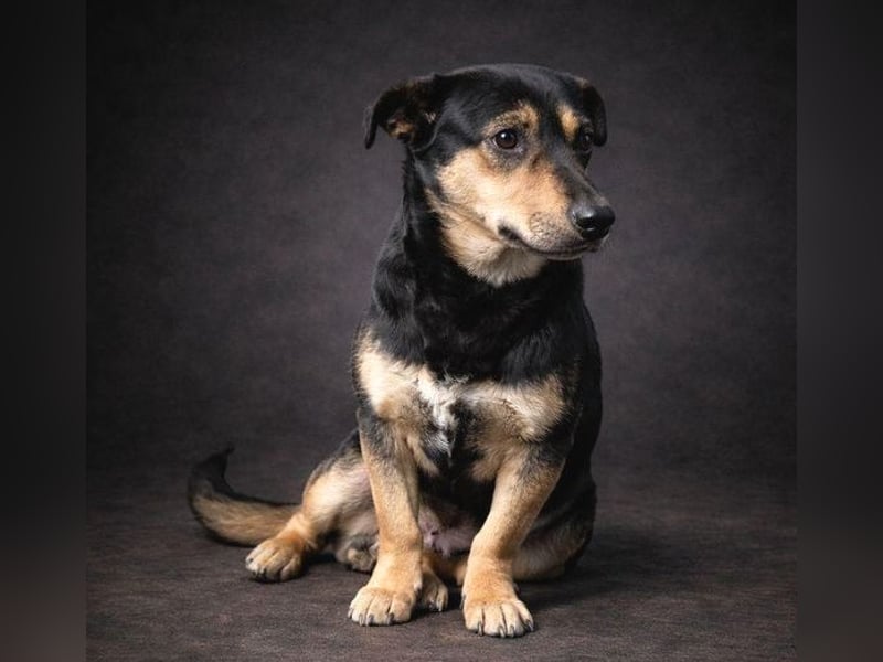 MAVIS braucht dringend Hilfe